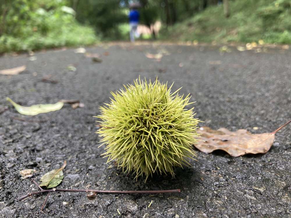 道路に落ちた栗